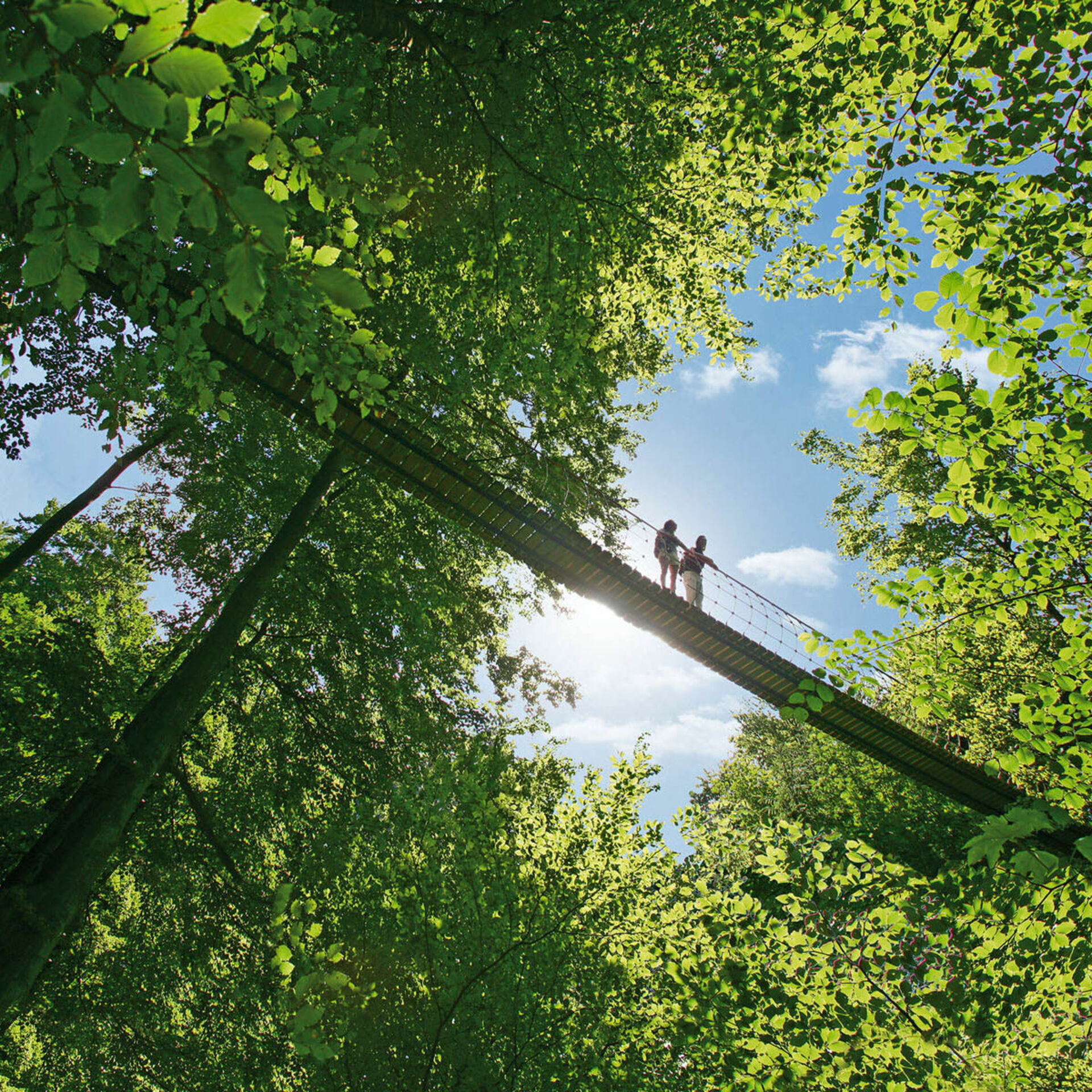 Hängebrücke am Rothaarsteig Hängebrücke am Rothaarsteig bei Latrop